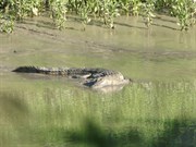 One of a dozen crocs sunbaking downstream of the crossing