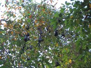 Bats hanging upside down resting by day.