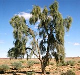 Acacia Peuce tree
