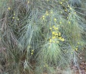 Acacia Peuce tree