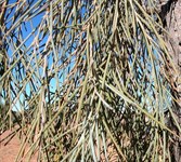 Close up of the Acacia Peuce tree