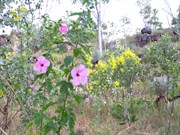 Beautiful flowers along walking trail