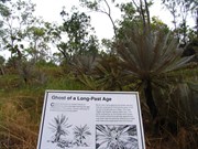 Silver cycads along the walk