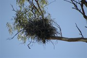 Nest - Boggy Hole - Photo by Doug & Naomi Main