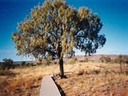 Viewing area 1999