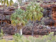 Red Cabbage Palms