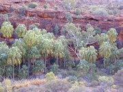 Red Cabbage Palms