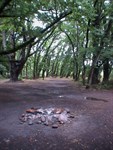 More excellent camps