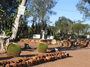 large desert garden