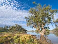 Bourke