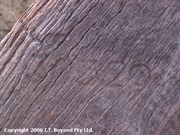 Date carved on finger post