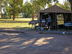 Nyngan