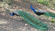 Peacocks at Cunninghams Gap