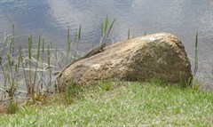 Stanthorpe - Lizard on a Rock in the Park 