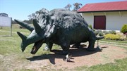 Centrosaurus at Ballandeen