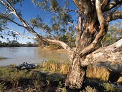 Menindee
