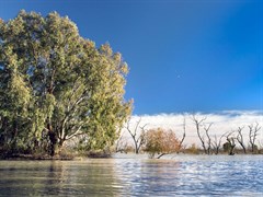 Menindee