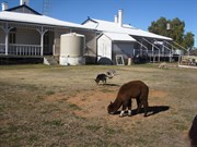 The backyard and pets