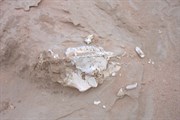 Bones often come to surface due to erosion