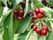 Cherries