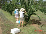 Pick you own cherries