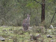 Two very wet roos
