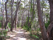 Shady track to Governor Head