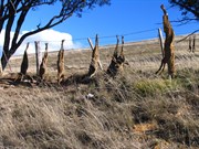 Feral dogs on display