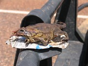 Cane toads have invaded Kakadu
