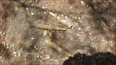 World War II Airstrip Long - Live 50 Cal. Rounds