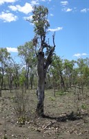 World War II Airstrip Long - Bomb Damaged Tree