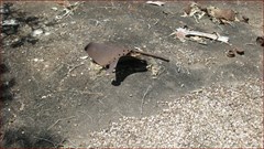 World War II Airstrip Long - Bomb Schrapnel