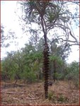 Screw Palm