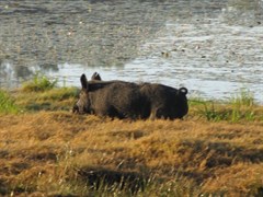 Sandy Billabong - Feral pig foraging for succulent roots and shoots 