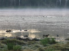 Sandy Billabong - Early morning mist 