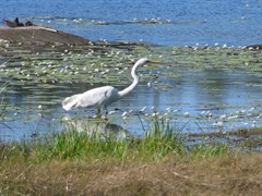 Sandy Billabong - Wading bird among the lilies 