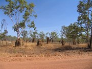 Maguk Road termite mounds