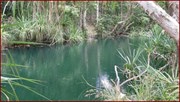 Barramundie Creek
