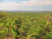 A smoky view during dry season burnoffs