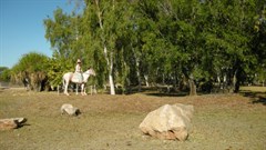 Mataranka