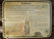 Termite Nest Information