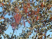 Grevillia Wickhami
