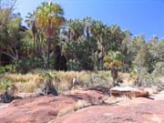 Green palms and rust red rocks