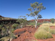 Palms below ghost gums and spinifex