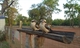 Kookaburras At Hann River