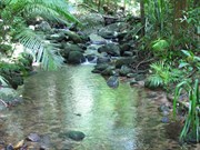 Leafy glades and cool