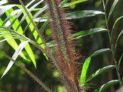 Protective spikes - beware