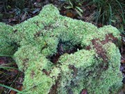 Moss survives well in a dry spell