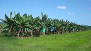 Banana Plantation at Innisfail