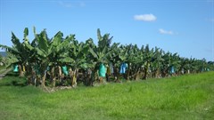 Innisfail